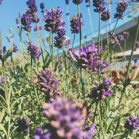 Kemp Decin ديشين